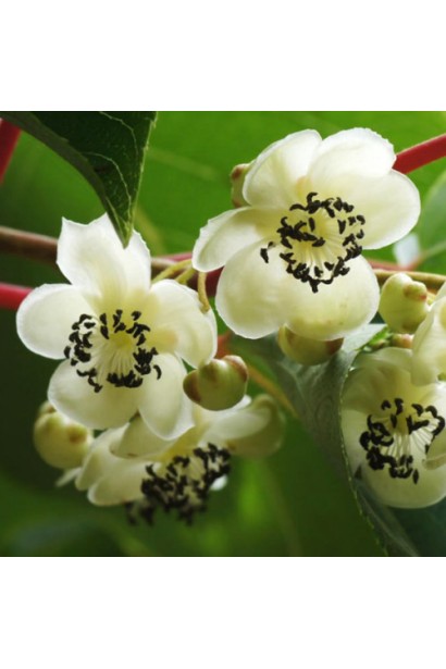 Актинидия аргута Дон Жуан мужская (опылитель) | Actinidia arguta Don Juan | Актинідія аргута Дон Жуан чоловіча (опилювач)